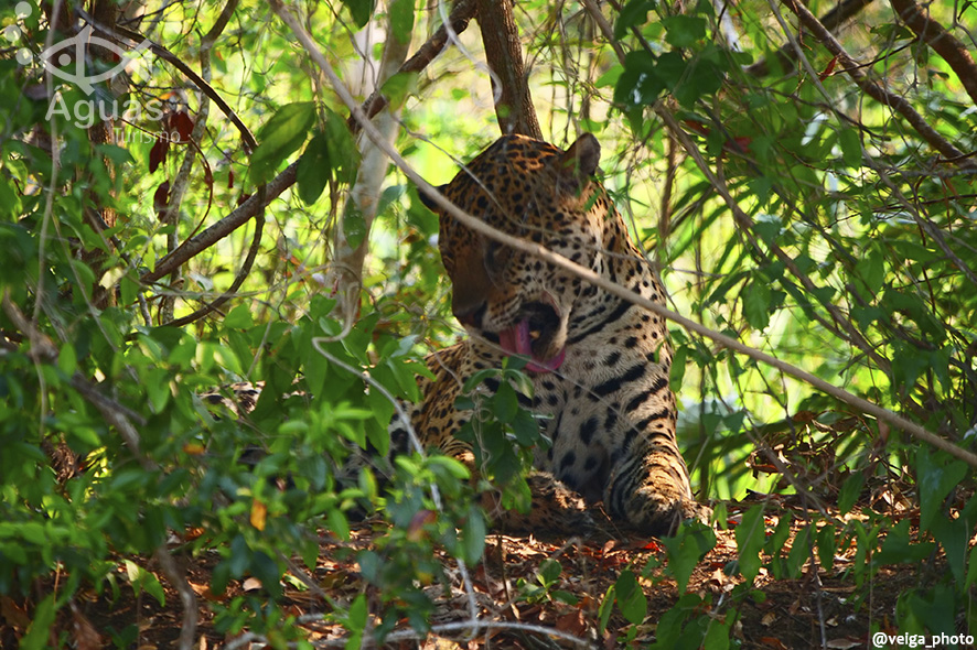 Safari Fotográfico (21)