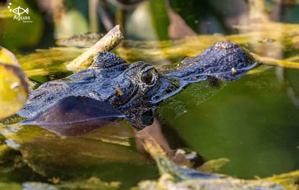 projetosalobra-14-cra-ditos-luciano-queiroz-out2020