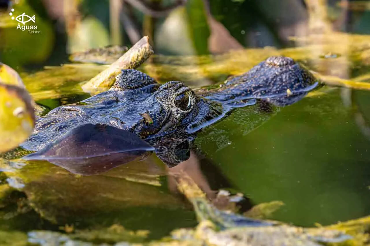 projetosalobra-14-cra-ditos-luciano-queiroz-out2020