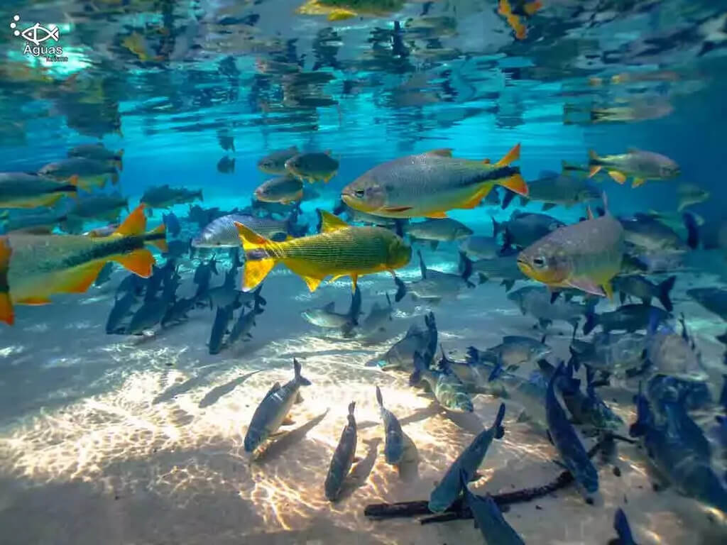 Rio da Prata - Flutuação - Águas Turismo
