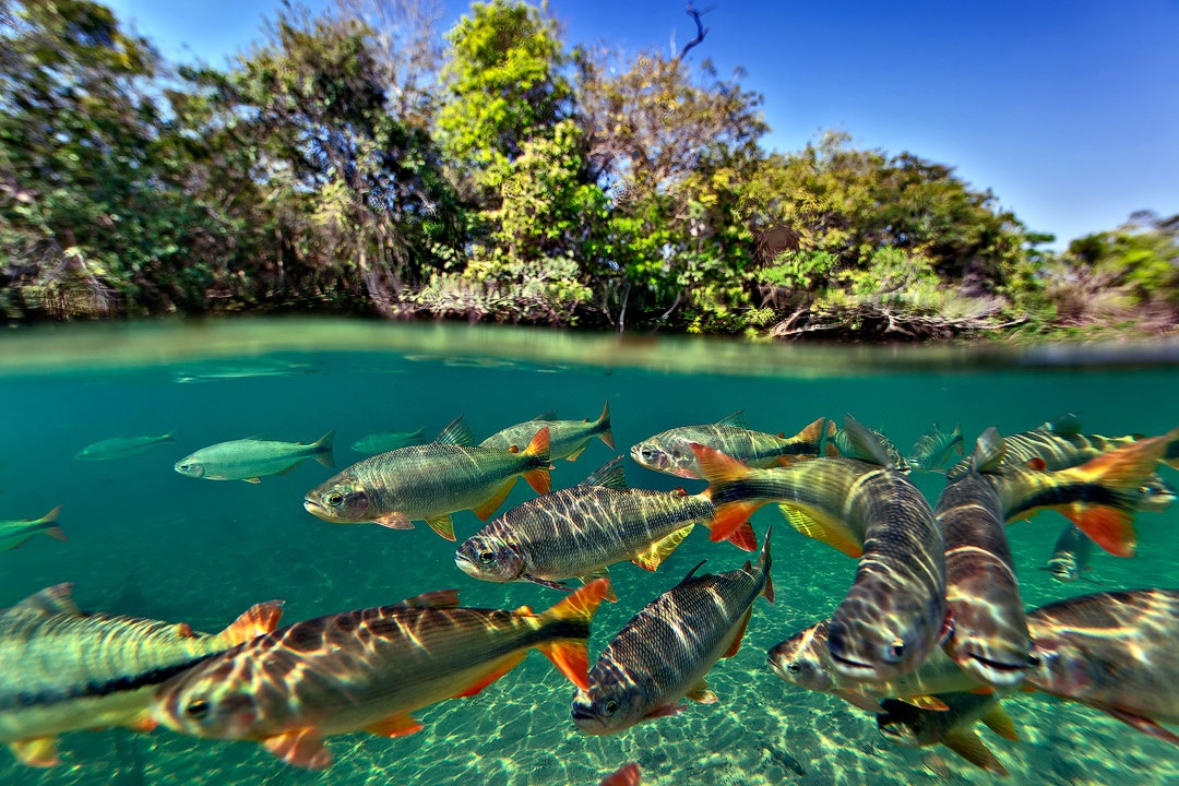 B Municipal (3) (Cópia)