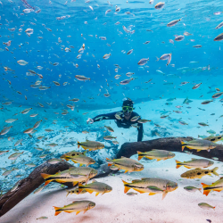 arquivos_experiencia-flutuao-peixes-natureza-bonito-jardim_479