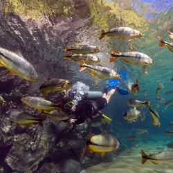 arquivos_guas-cristalinas-e-cardumes-no-mergulho-do-recanto-ecolgico-rio-da-prata_71 (2)